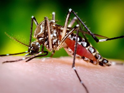 Rodrigo De Pietro pede trabalho preventivo para evitar dengue